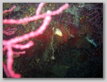 Promontorio dell'Argentario:  gorgonie all'Argentarola. In mezzo alle gorgonie si trovano anche dei piccoli rami di corallo.