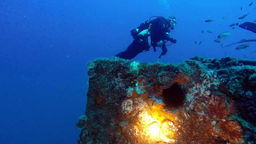 I pesci del Mediterraneo